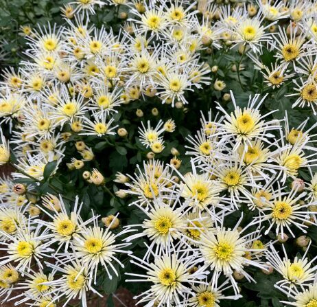 Krizantēma 'Flash Look Original Blanc'